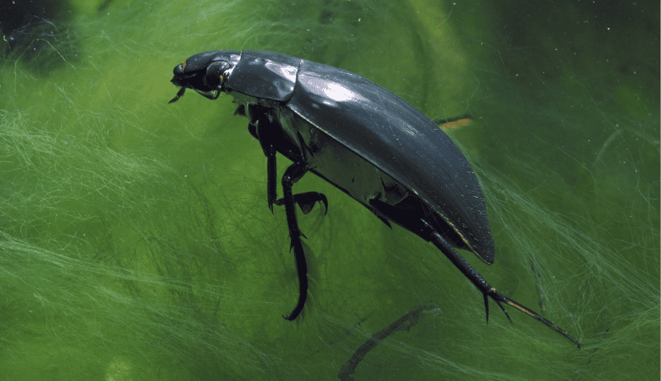Water Beetles