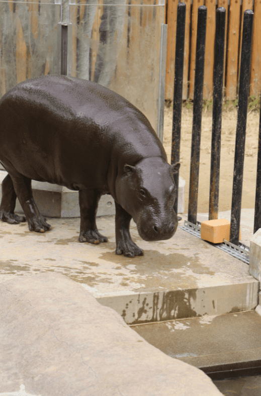 a Pygmy Hippopotamus