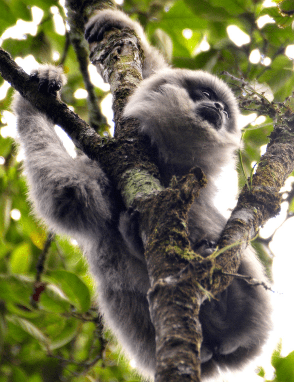 a Silvery Gibbon