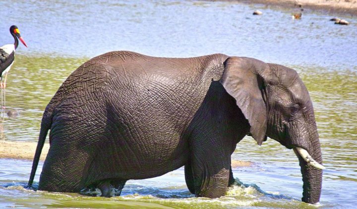 African Elephants - Key Facts, Information & Pictures