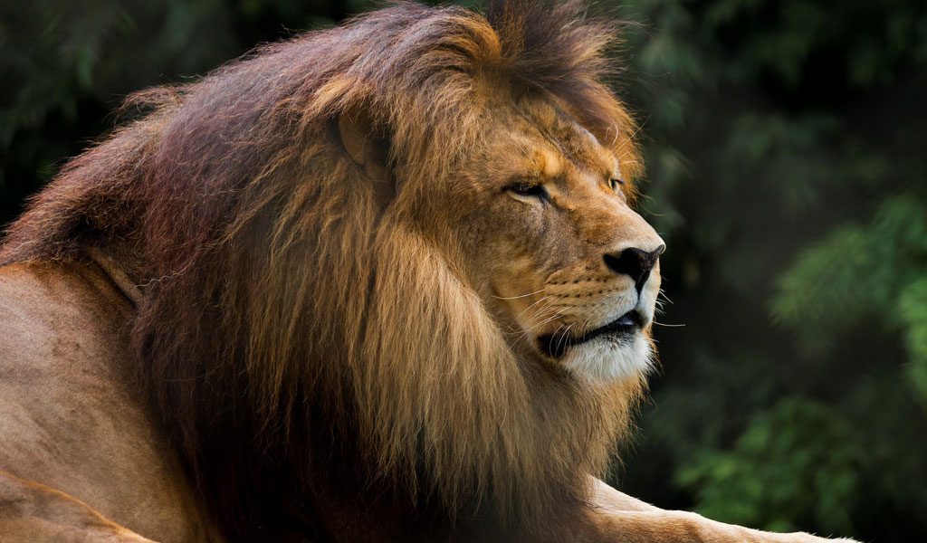 African Lions - Information, Habitat & Facts