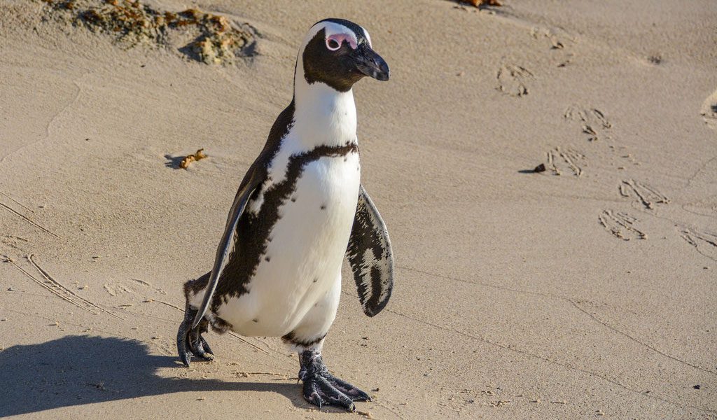 Penguins - Facts, Diet & Habitat Information