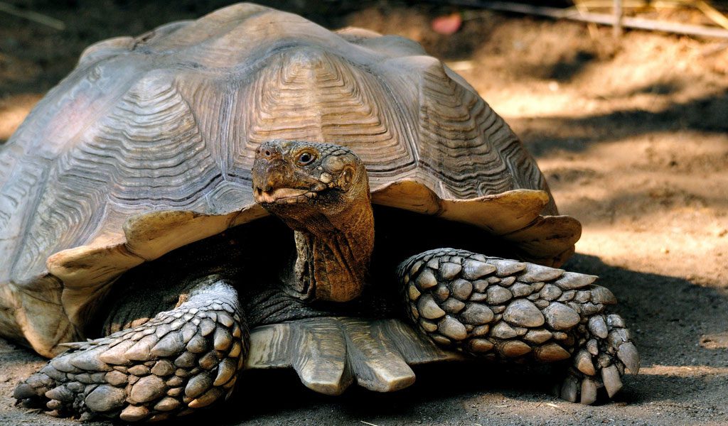 African Spurred Tortoise Facts Information Pictures