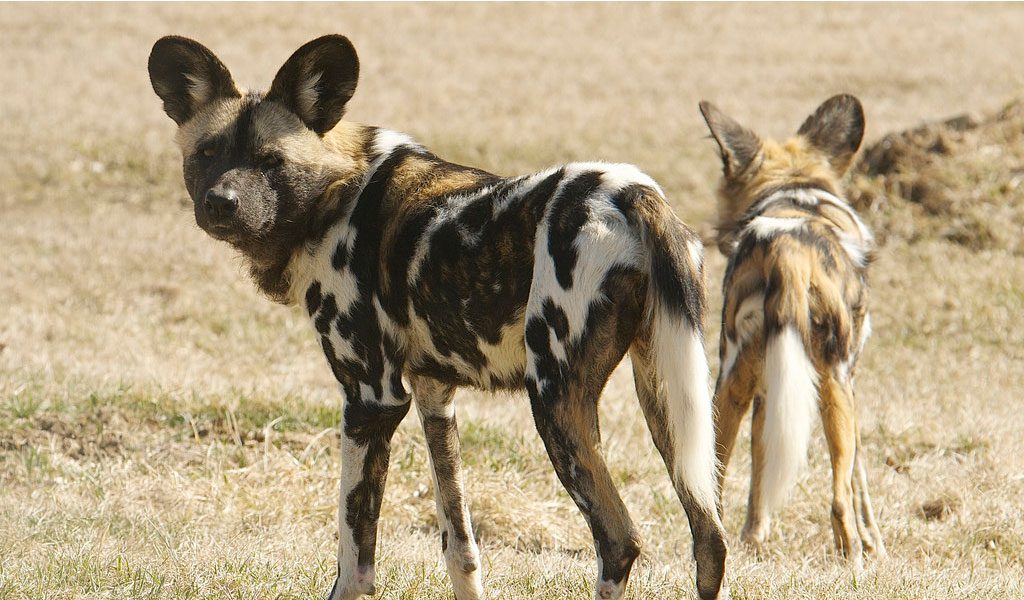 cute baby african wild dogs