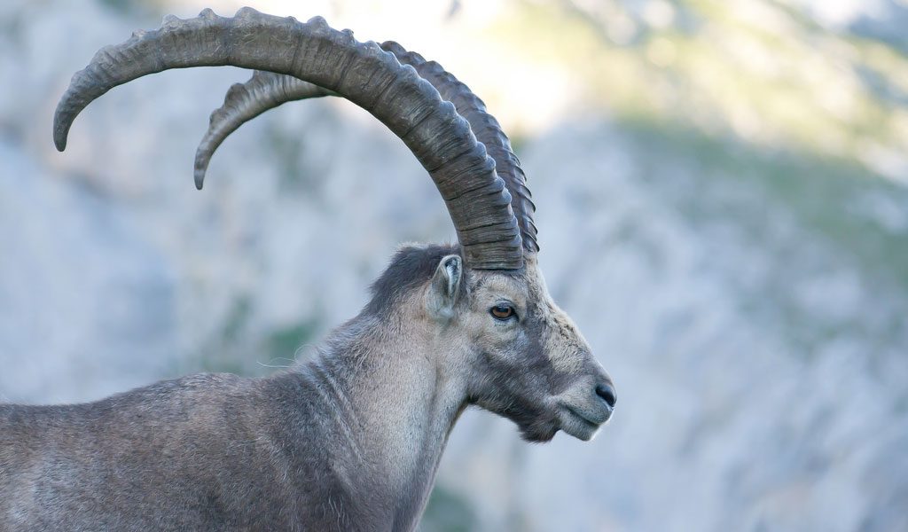Alpine Ibex (Capra) - Key Facts, Information & Pictures