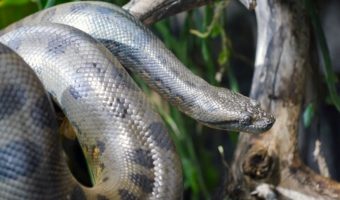 Anaconda Snake - Facts, Diet & Habitat Information