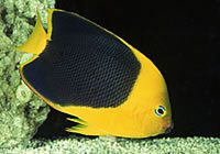 Rock Beauty Angel Fish