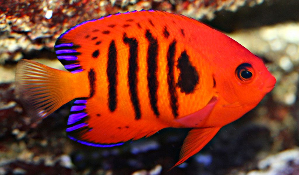 orange saltwater fish