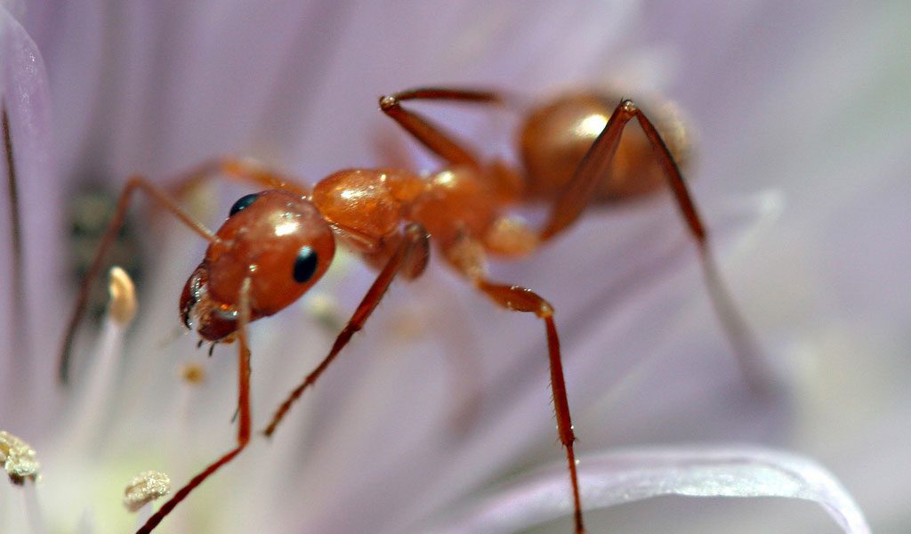 Ant Facts, Information & Pictures