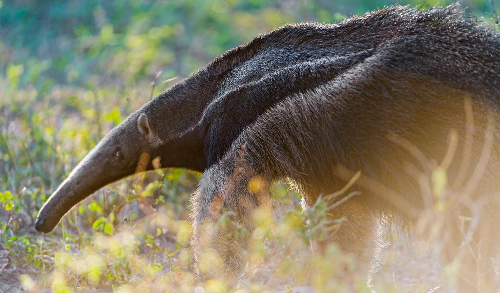 Giant Anteater - Facts,Information & Pictures