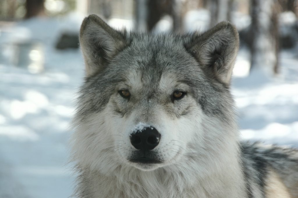 the grey wolves eyes