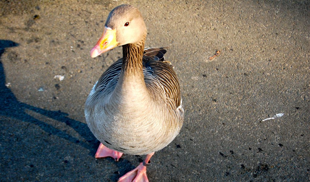 Bean Goose - Animal Corner