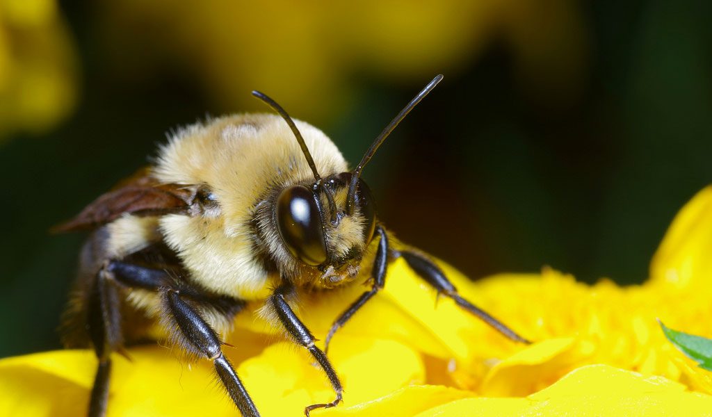 Bees - Key Facts, Information & Pictures