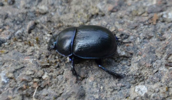 Coleoptera (Beetle) Information - Facts & Pictures