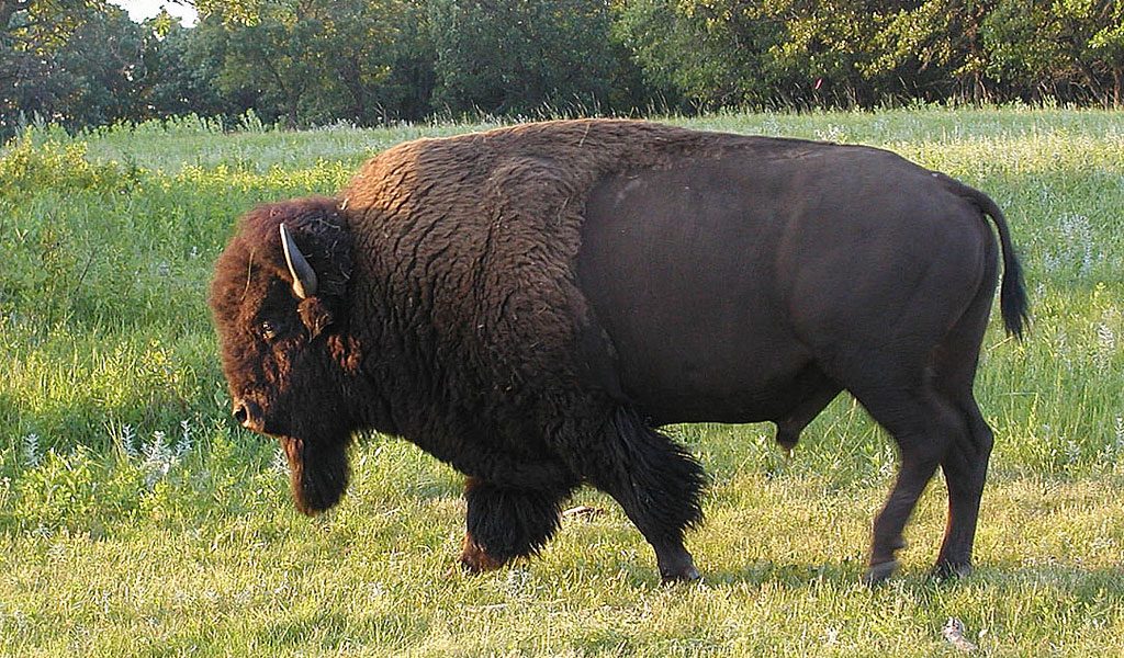 Bison - Facts, Information & Pictures