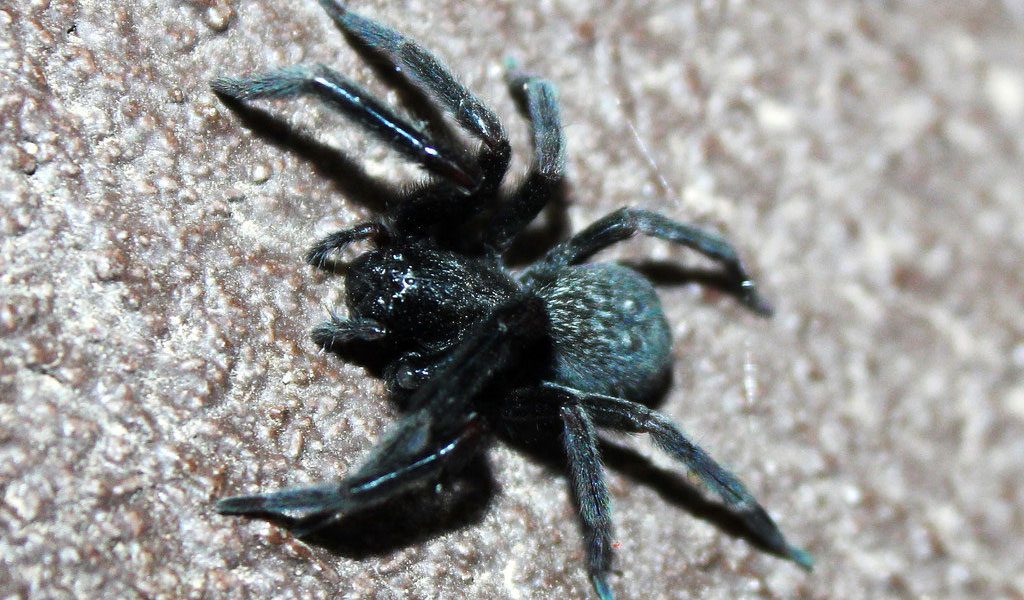 Black House Spider 1 