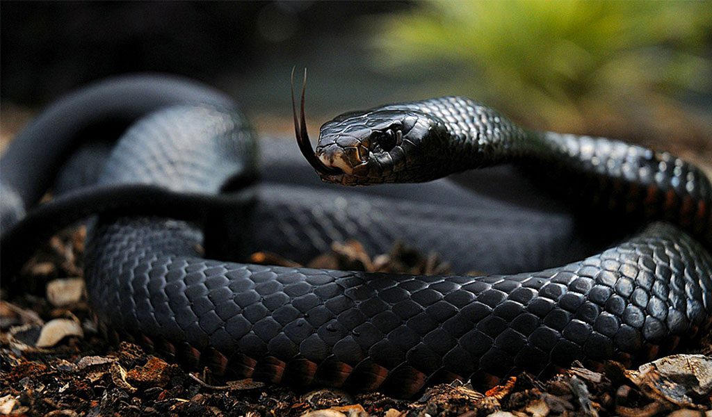 Black Mamba Snakes - Facts, Diet & Habitat Information
