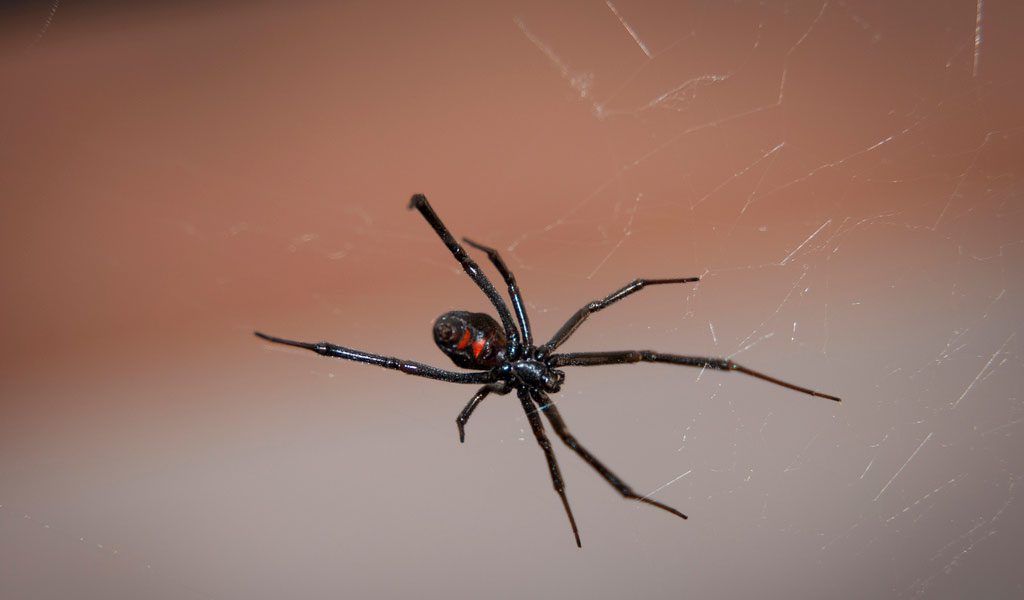 Clip sommerfugl hans majs Black Widow Spider - Facts, Bite & Habitat Information