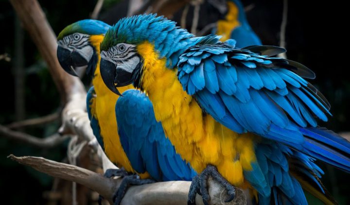 Blue And Yellow Macaw Parrott Facts Information And Habitat