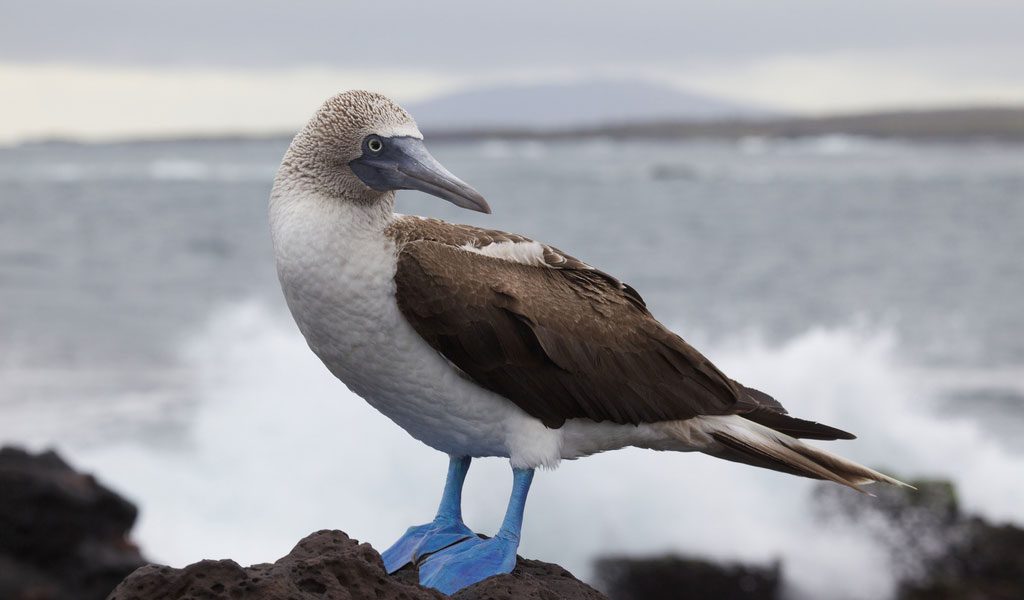 Blue-Footed-Booby-Funny-Animals