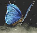 Blue Morpho Butterfly
