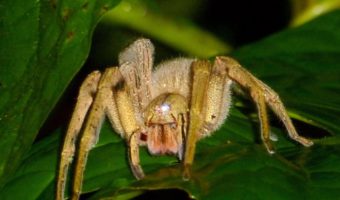 brazilian wandering spider toxin