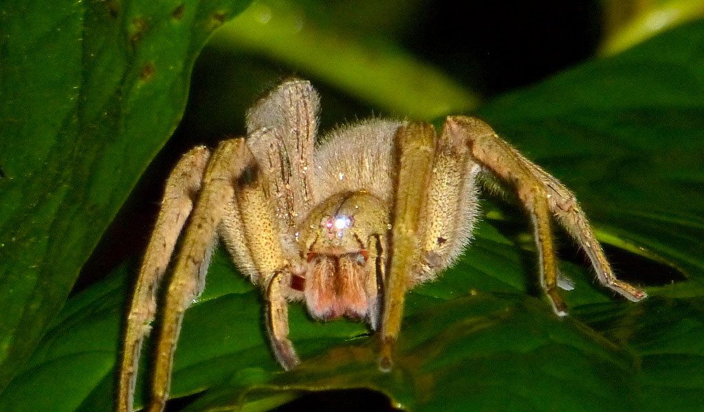 brazilian wandering spider habitat