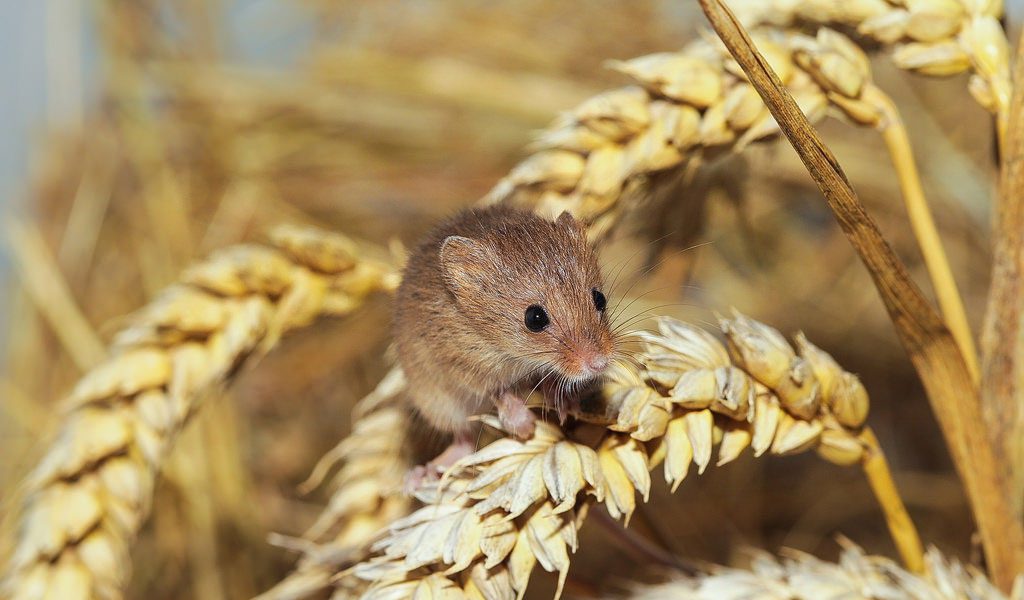 Mice - Facts, Information, Habitat & Pictures