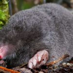 british moles