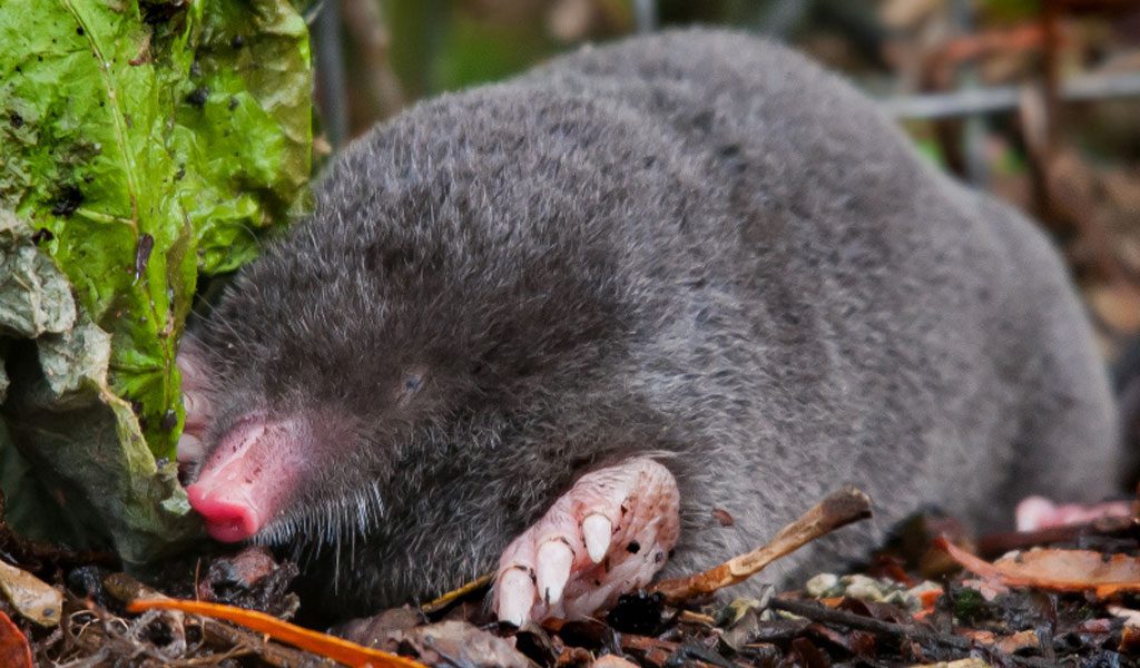British Moles - Facts, Information & Habitat