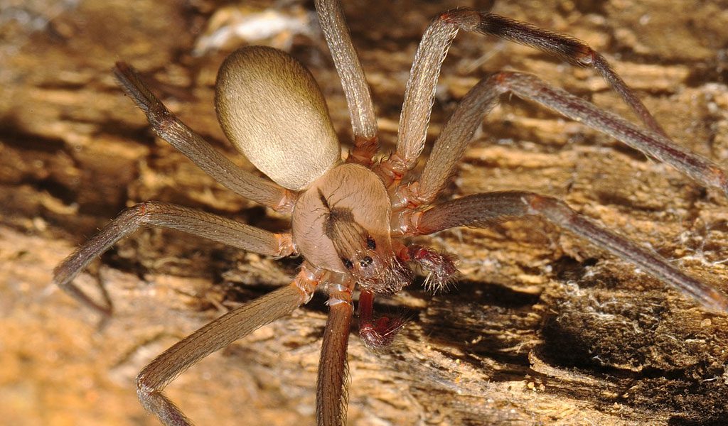 juvenile brown recluse bite