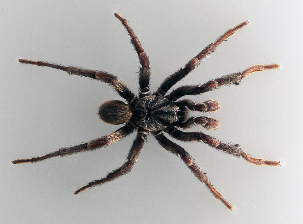 brown-trapdoor-spider