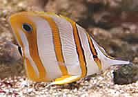 Copperband Butterfly fish