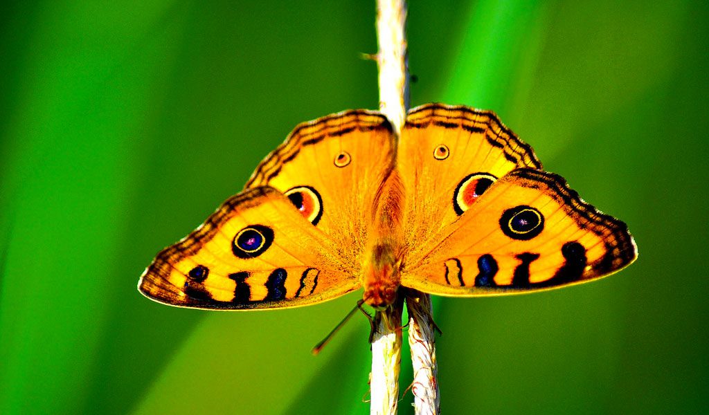 Butterflies - Facts, Information & Pictures