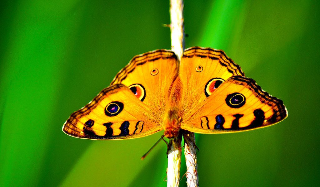 What do Butterflies Eat? - Animal Corner