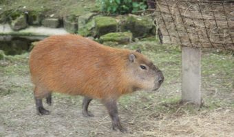 Animals in French Guiana - Animal Corner