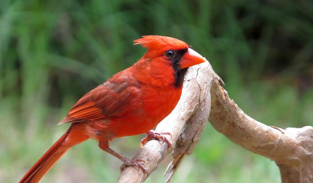 Cardinal, Bird, Description, & Facts