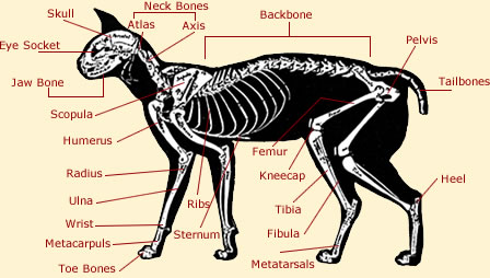 Cat Anatomy Diagrams Images Of A Cats Body And Skeleton