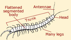 Centipede Anatomy