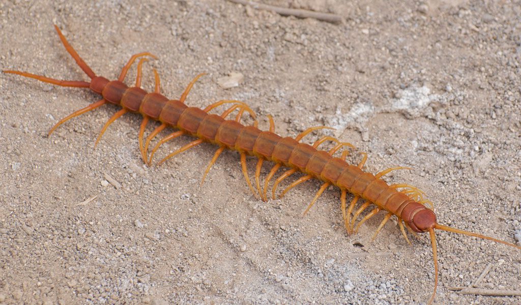 Centipedes.