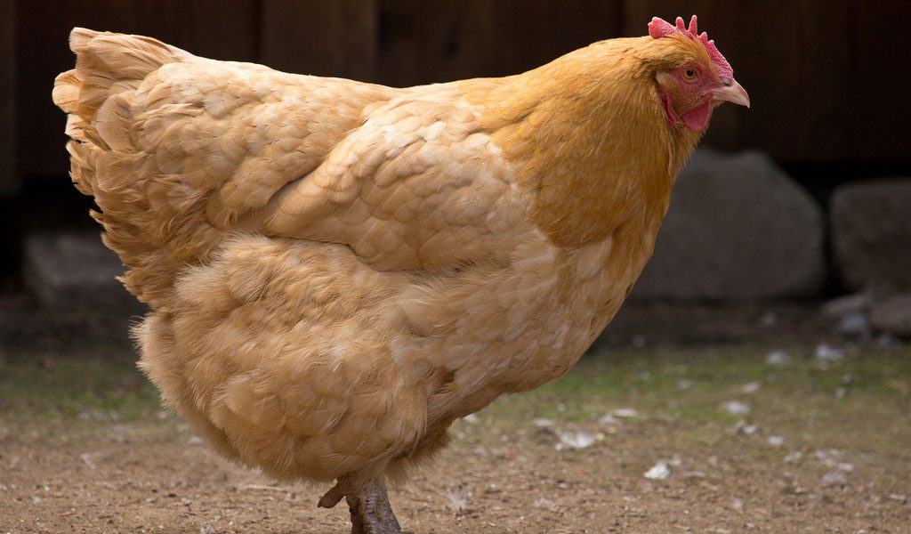 Chickens, Hens & Roosters - Facts, Information & Pictures