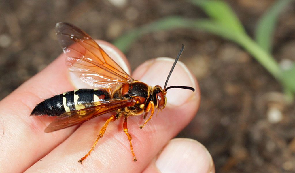 killer cicada killers wasps buzz wasp bug nest animals louisiana cicadas kill control information animalcorner