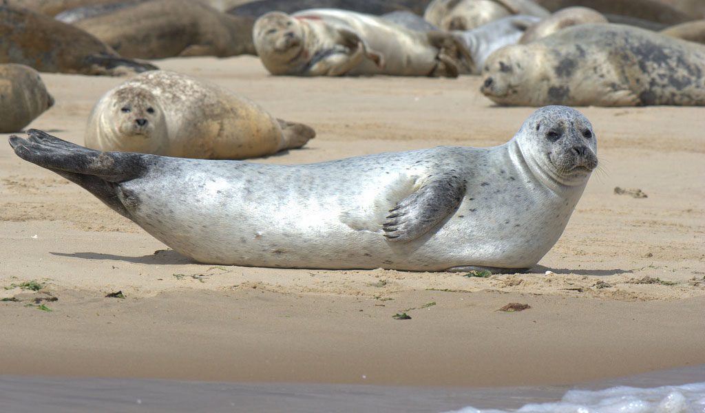 Seal vs Sea Lion - What's the Difference? - Animal Corner