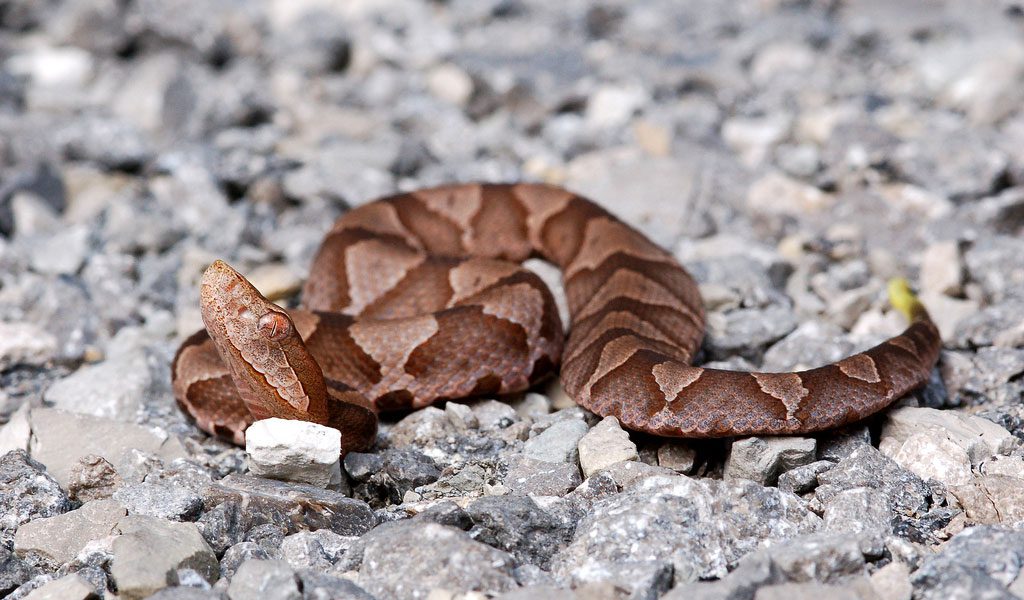Copperhead Snake Habitat