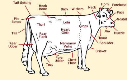 Cow Anatomy - Diagrams Of Cows & Calves