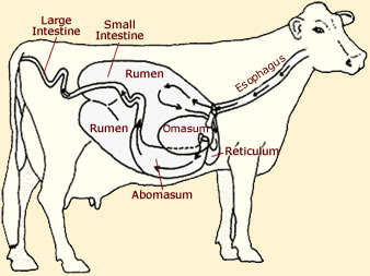 Anatomy of a cows stomach