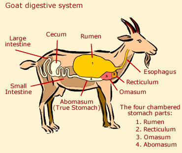 Goat digestive system