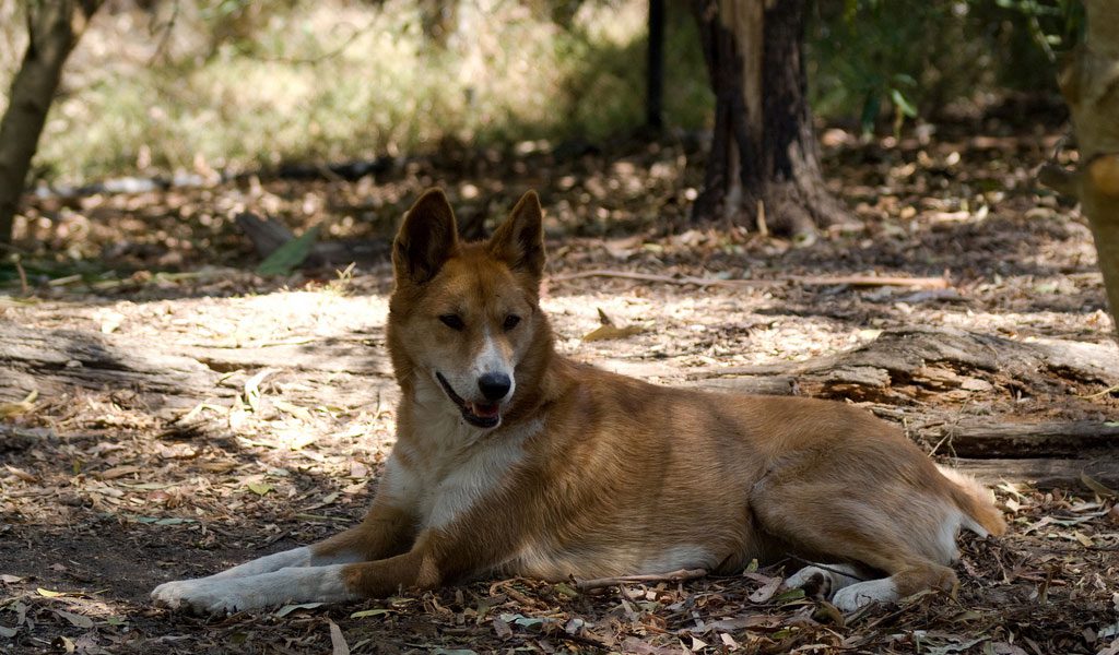 Australian Dingo Dog - Key Facts, Information & Pictures