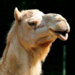 dromedary camels