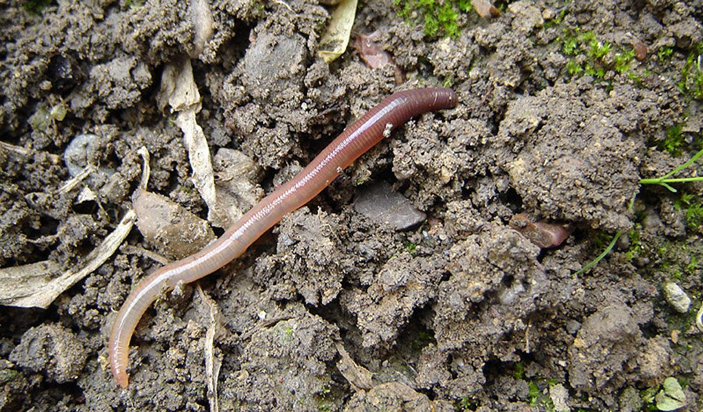 Earthworms - Facts, Diet & Habitat Information